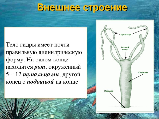 Кракен даркнет отменился заказ